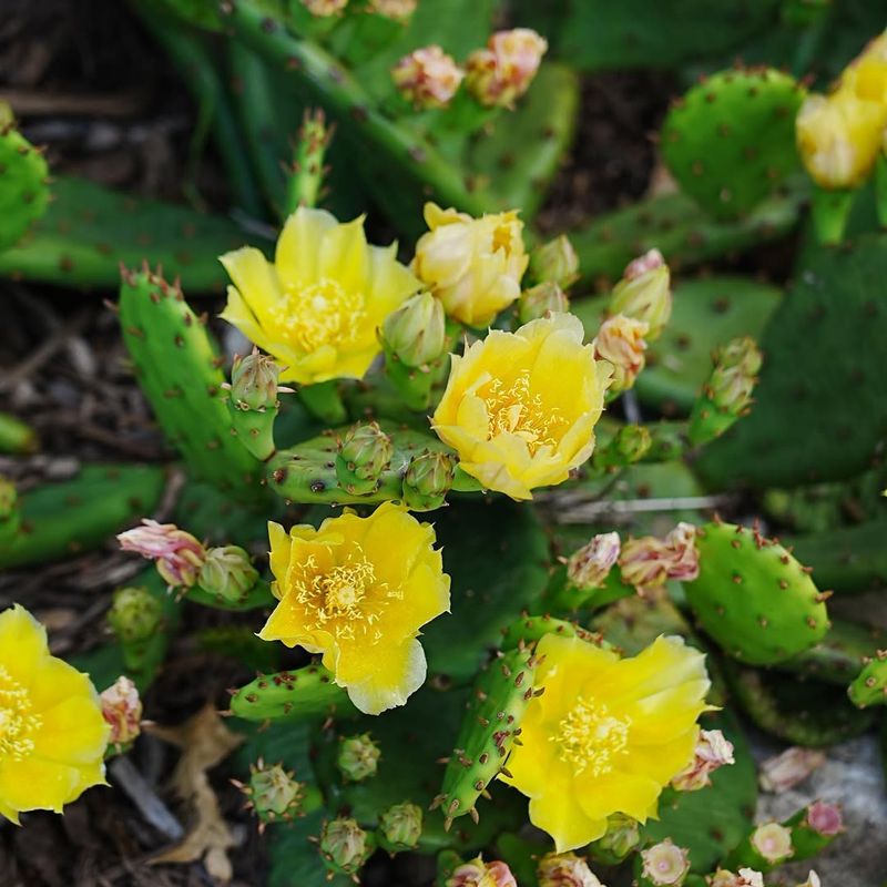 Plant In Elevated or Sandy Beds