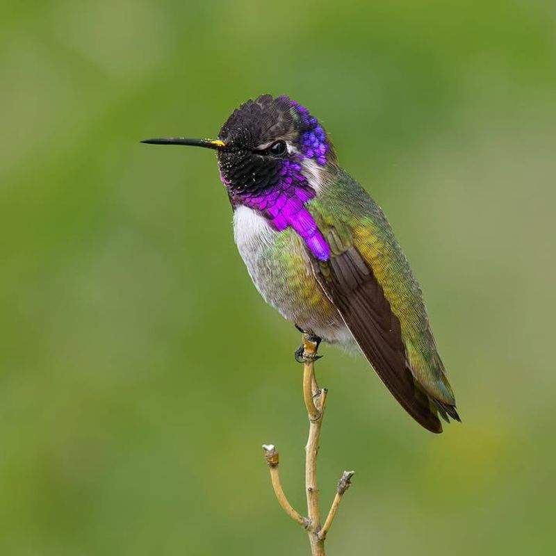 Small Perches Give Hummingbirds A Place To Rest