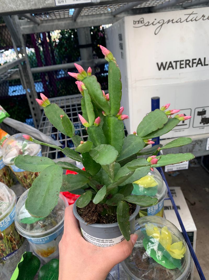 Water Early In The Day To Reduce Heat Stress