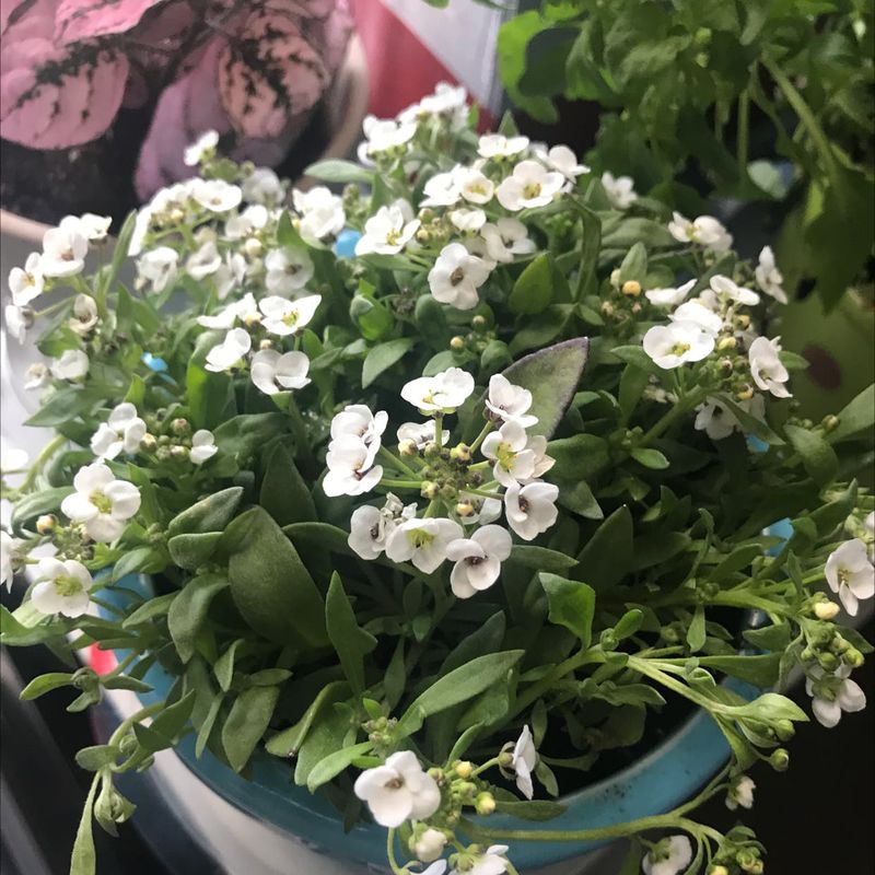 Do Not Add Sweet Alyssum In Late Spring Beds