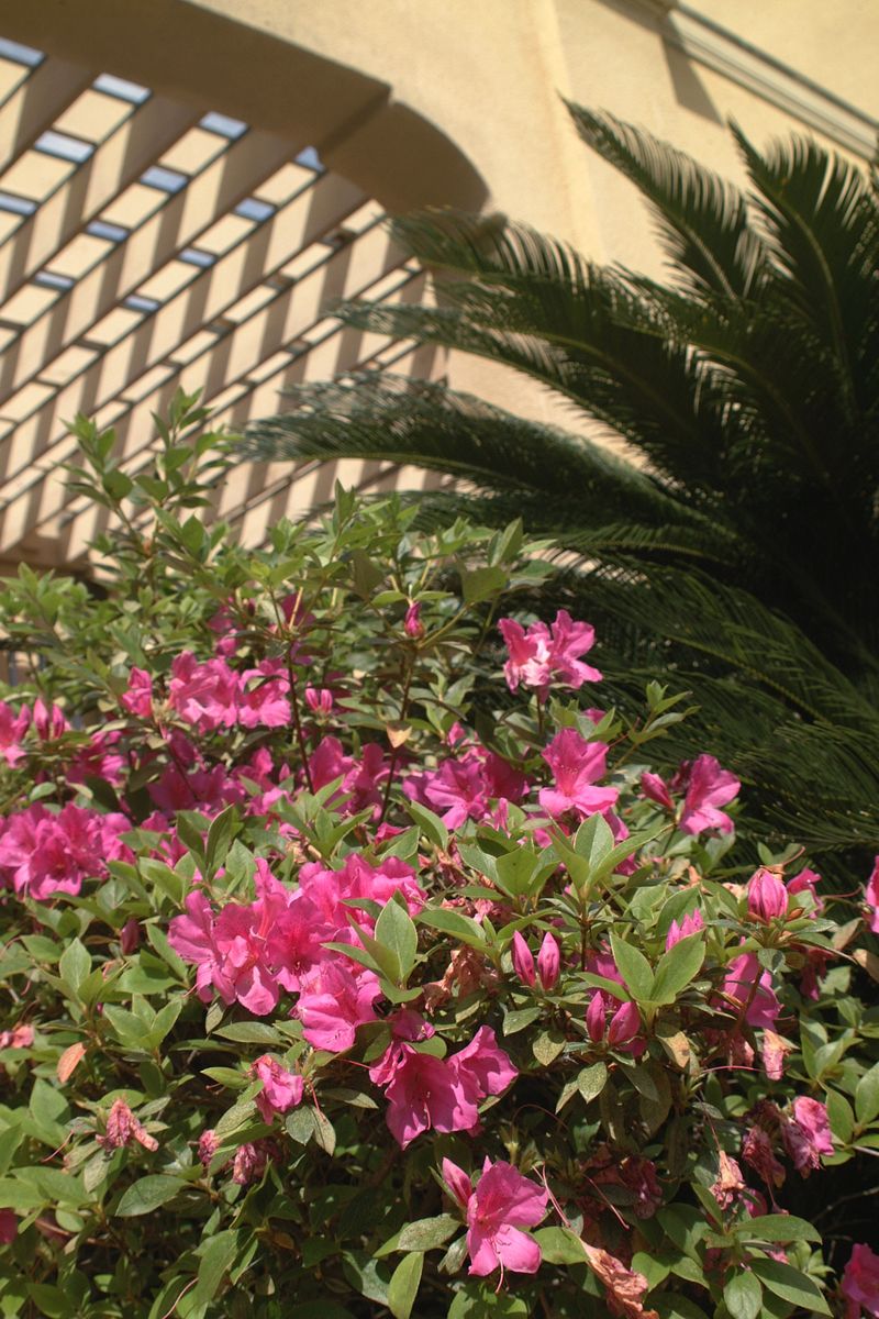 Florida's Coastal Regions May Need Different Azalea Pruning Times