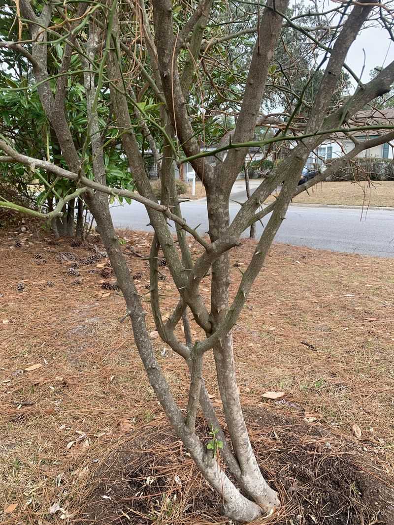 Stop Major Cuts After Growth Starts And Save Light Shaping For Later