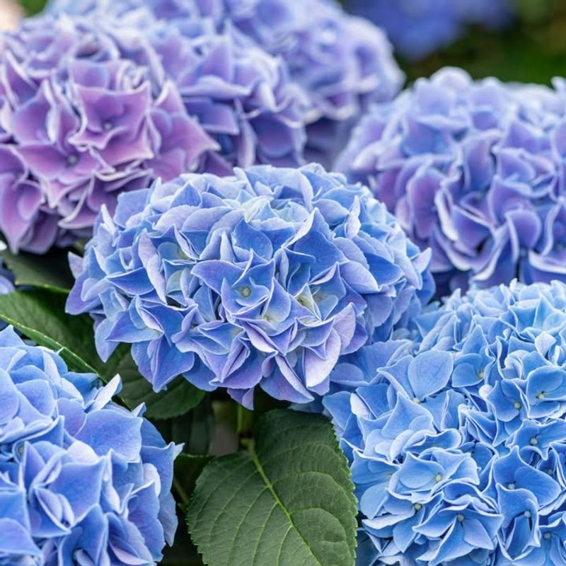 Adjust Soil pH For Desired Bloom Color