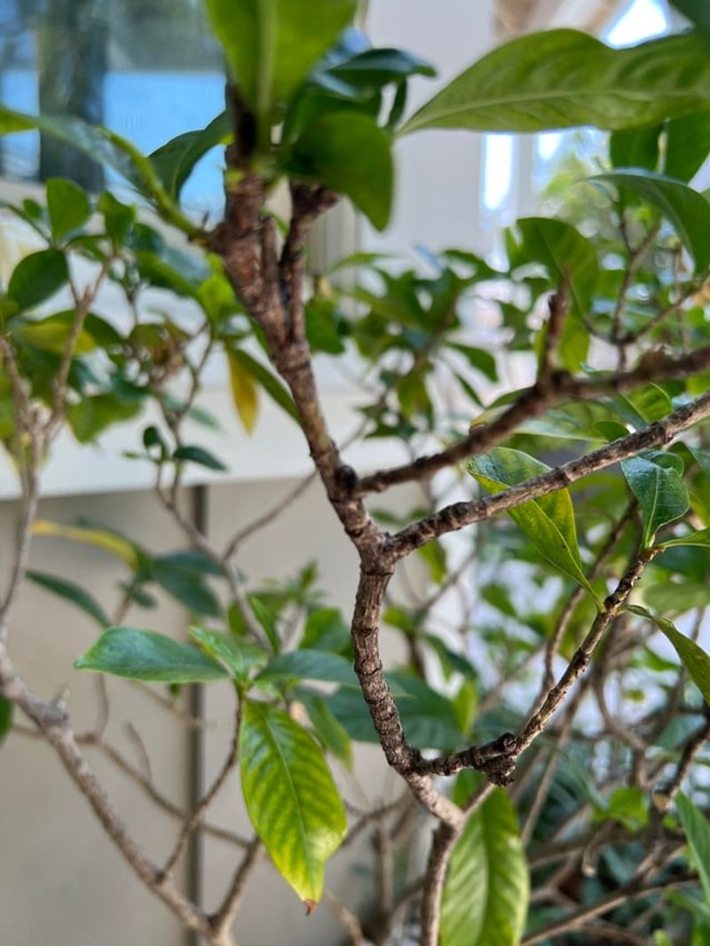 Thin Crowded Branches To Improve Airflow