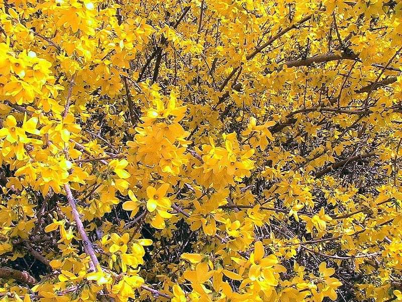 Forsythia Brightens Early Spring But Needs Pruning After Blooming