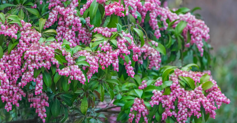 Avoid Pruning These 8 Ohio Shrubs In Early Spring
