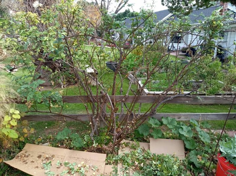 Do Not Wait Until Leaves Fully Emerge To Prune