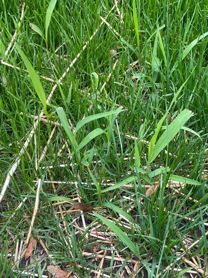 Understand Why Late Applications Lose Their Punch