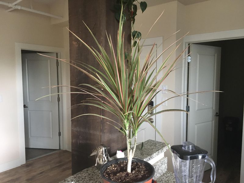 Keep Dracaena Full Not Leggy