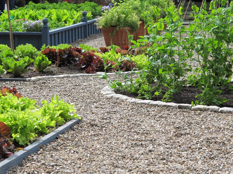 Planting Too Early Because Of A Warm Spell