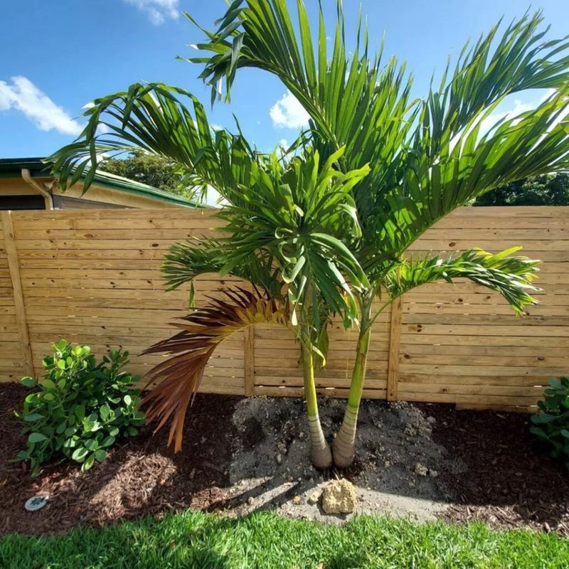 Do Not Plant Palms Too Deep