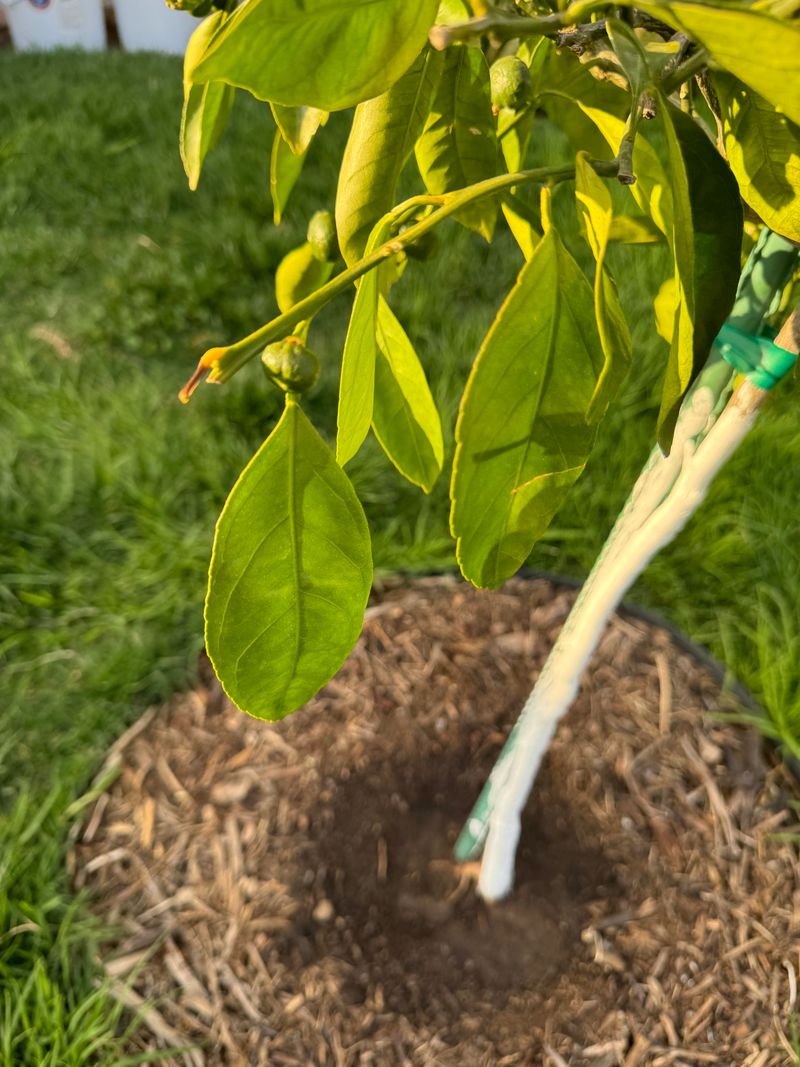 Overwatering The Tree