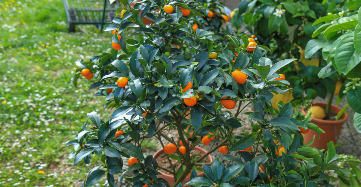 citrus tree