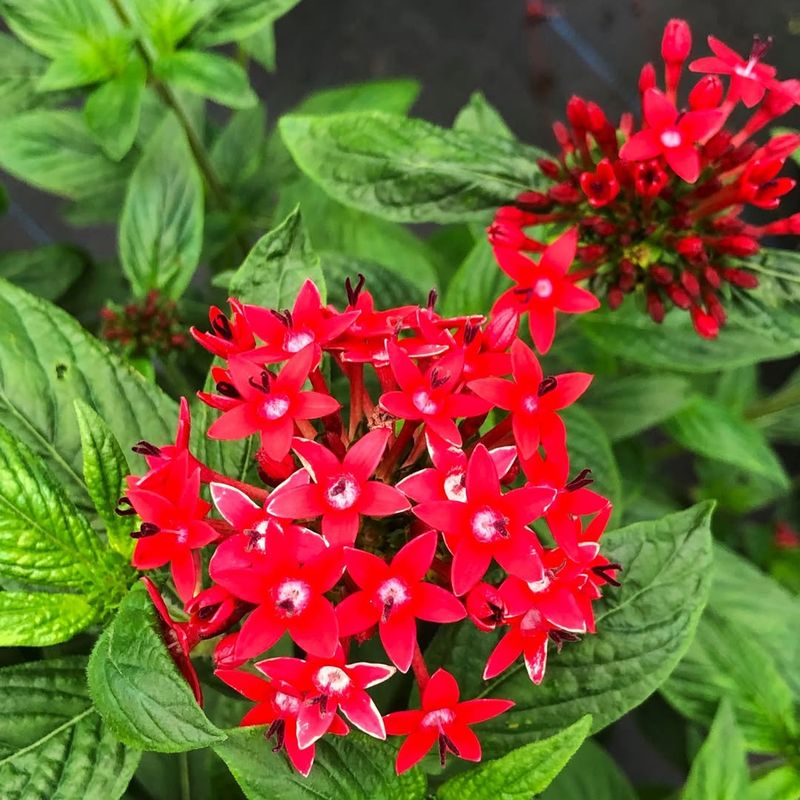 Planting The Wrong Varieties For Florida Conditions