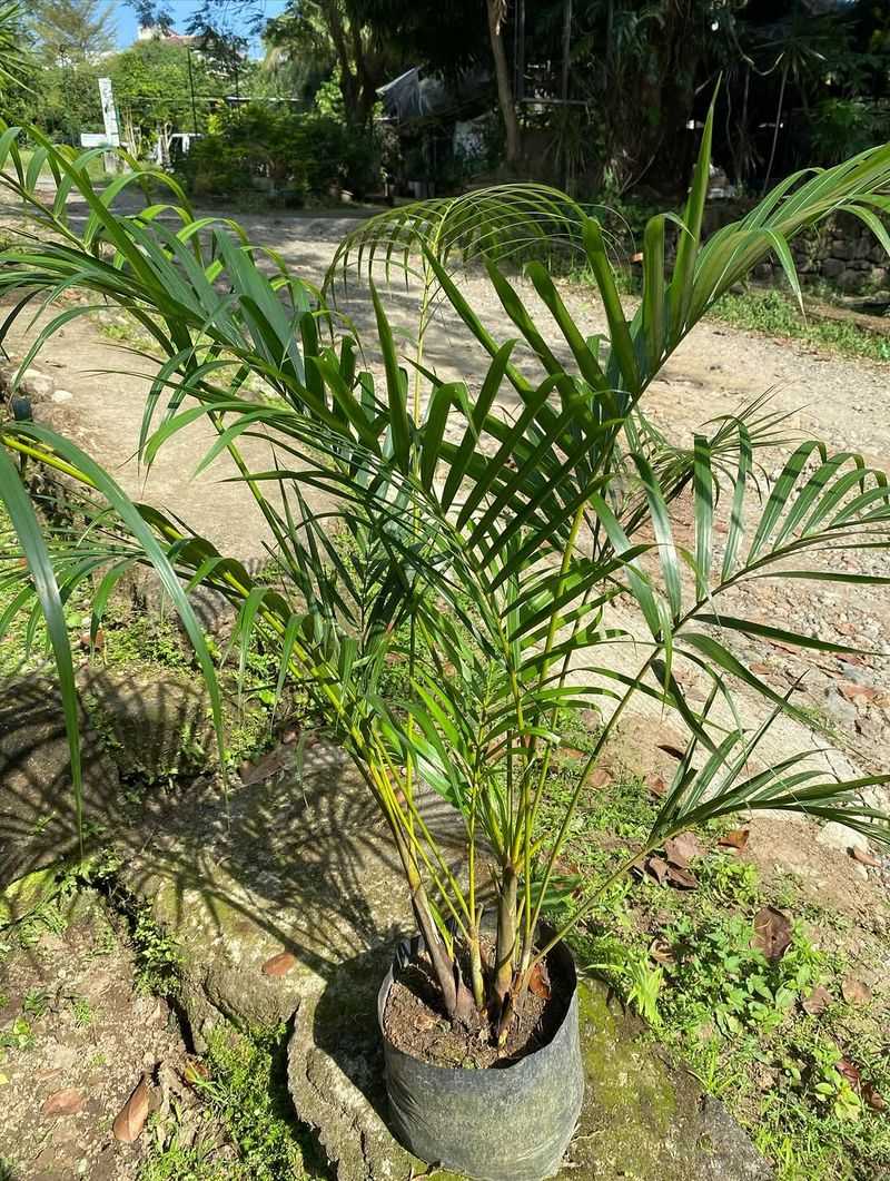 Planting In Poorly Drained Soil