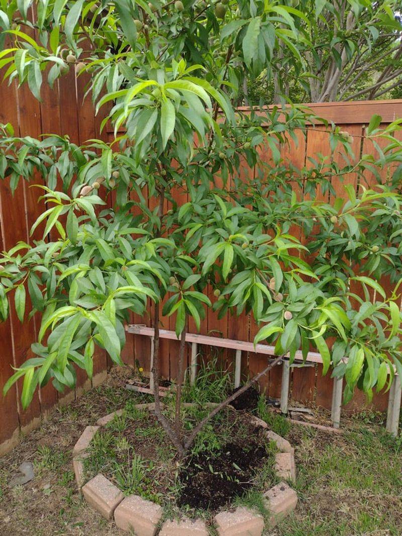 Adjust For Soil Type Across Texas