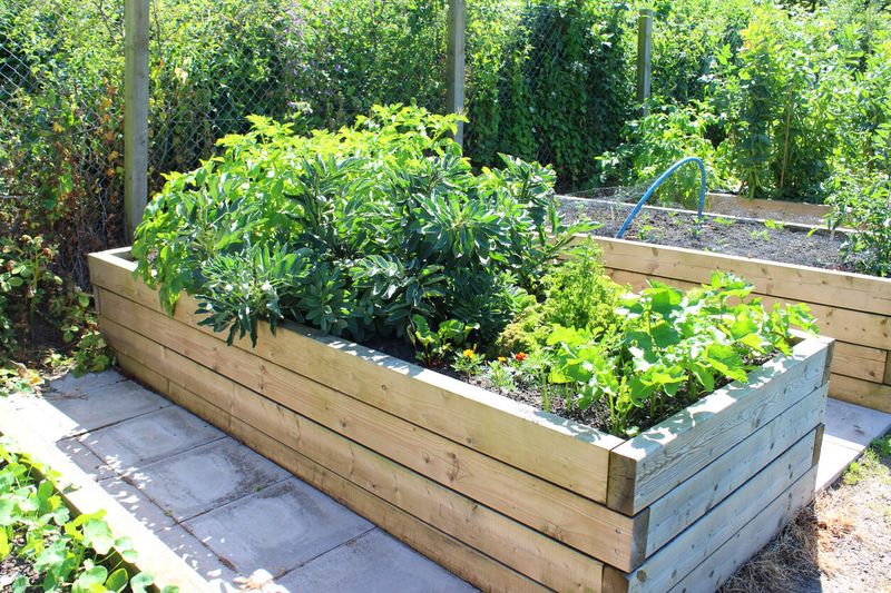 Use Raised Beds Or Mounds