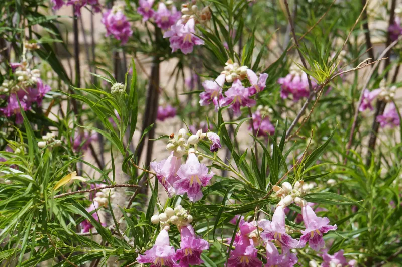 Tools And Techniques For Healthy Desert Willow Pruning
