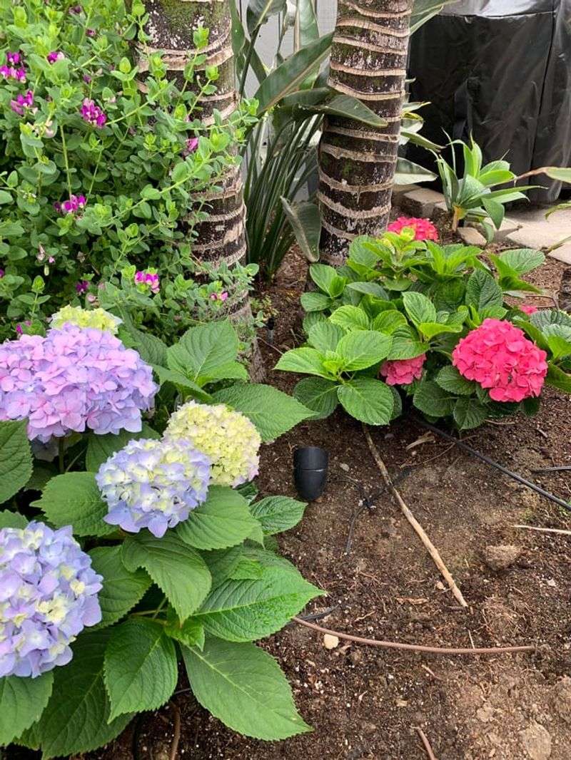 Watering After Feeding