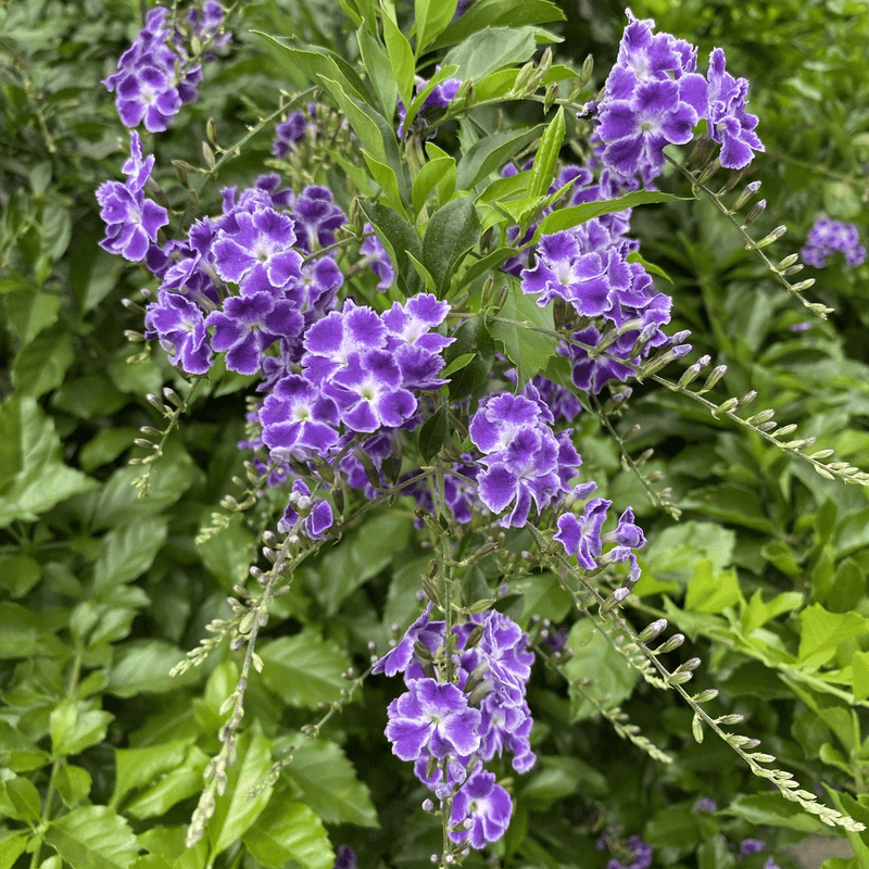 Golden Dewdrop And Its Cascading Yellow Blossoms