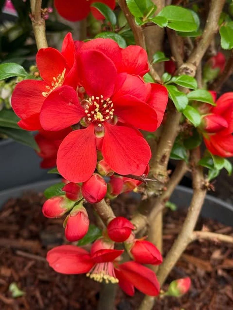 Flowering Quince Blooms Early With Bold Red And Orange Tones