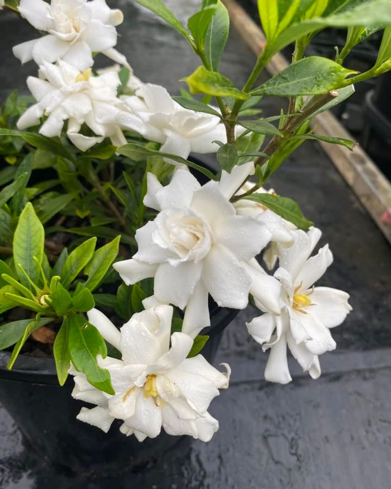 Gardenia Brings Fragrant White Flowers To The Landscape