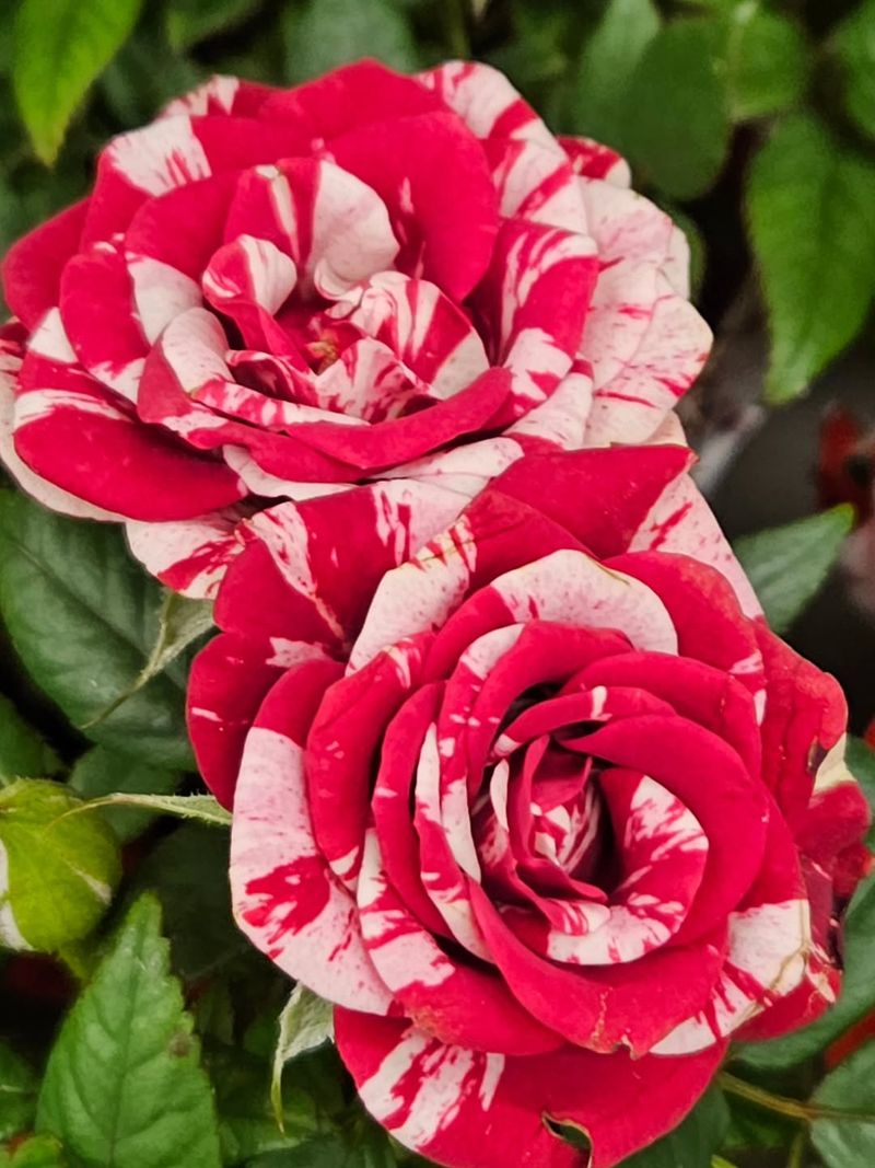 Roses Grow Stronger When Fertilized As New Growth Starts