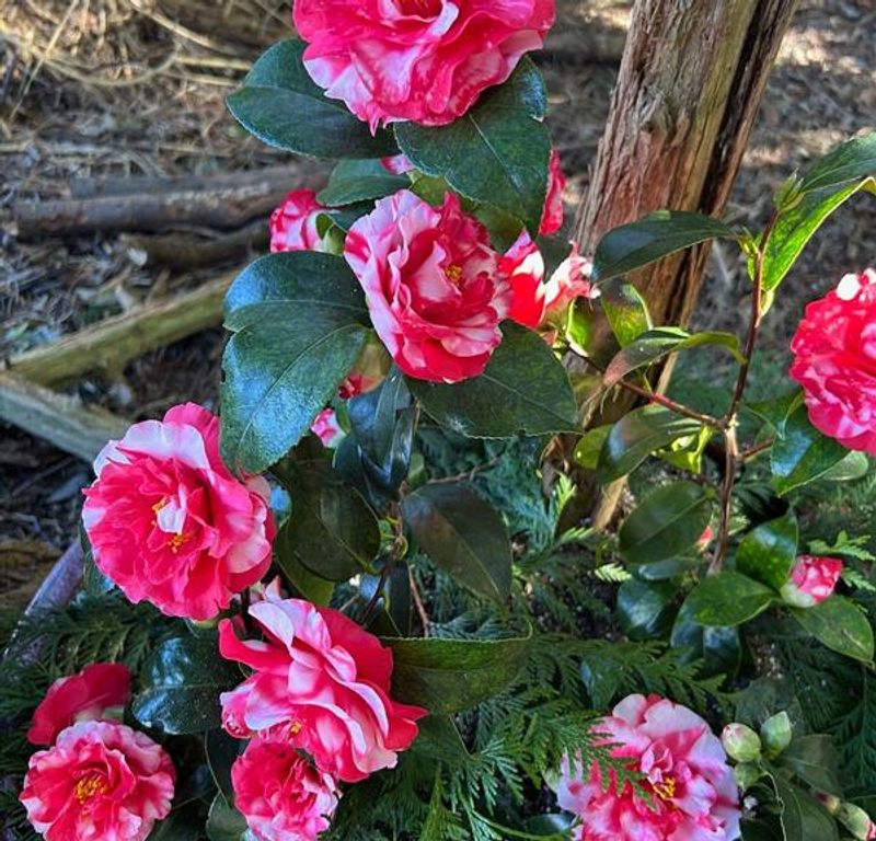 Camellia Pruning Is Best Done After Flowering Ends