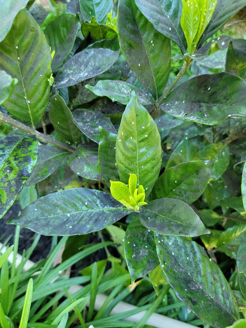 Gardenia Shrubs Developing Whiteflies And Sooty Mold