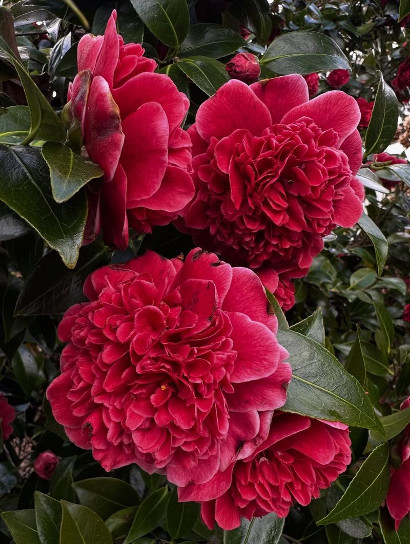 Camellias (After Blooming)