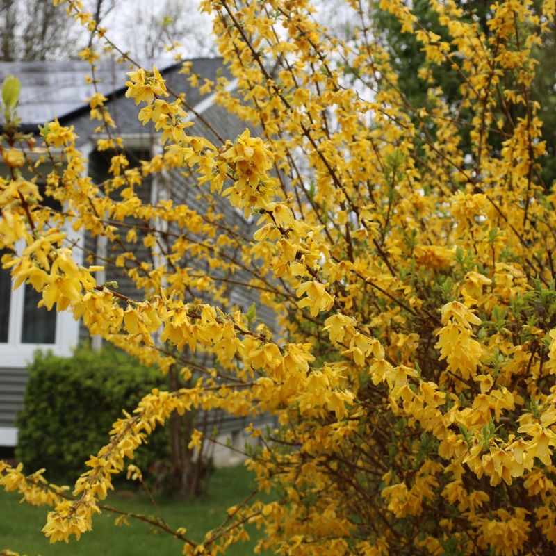 Forsythia