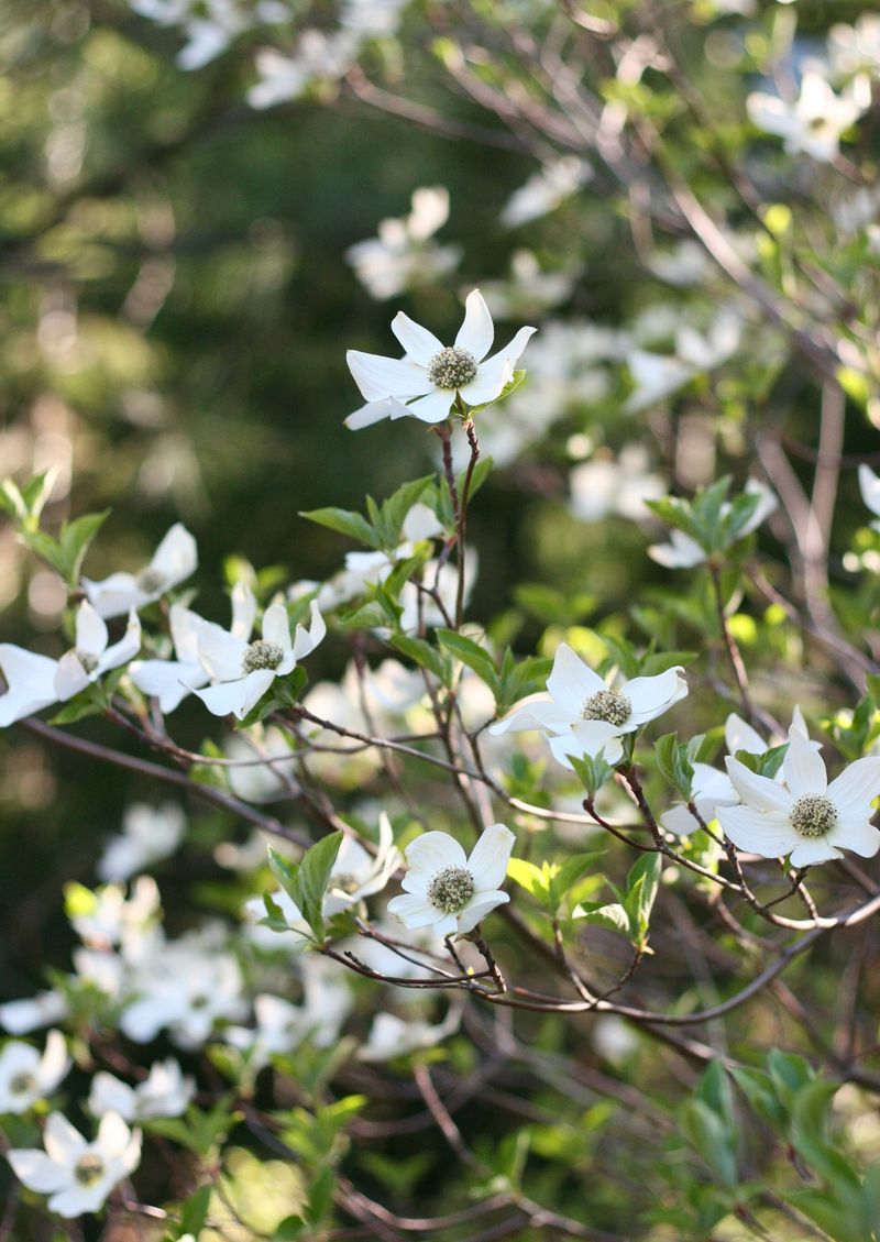 Flowering Dogwood