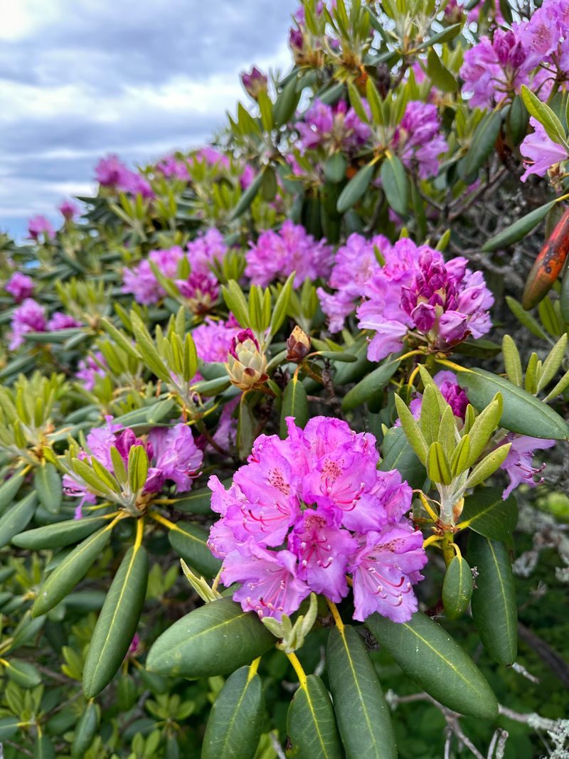 Rhododendrons