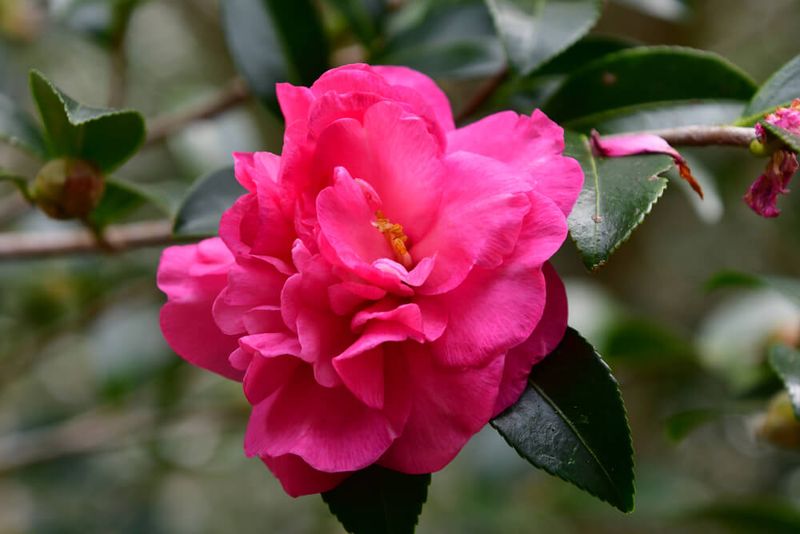 Camellias