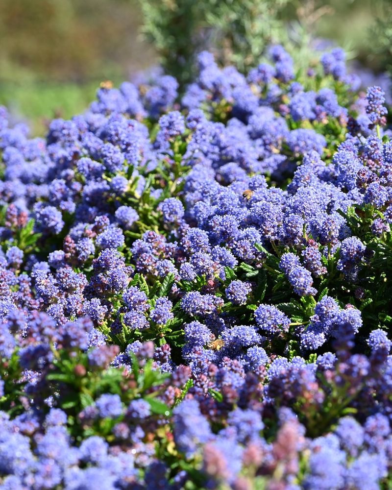 California Native Plants (Many Prefer Low-Nutrient Soil)