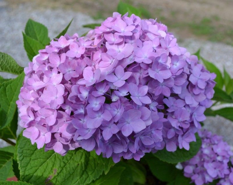 Hydrangeas