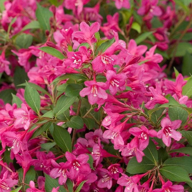 Weigela Forms Buds Early And Pruning Now Reduces Blooms