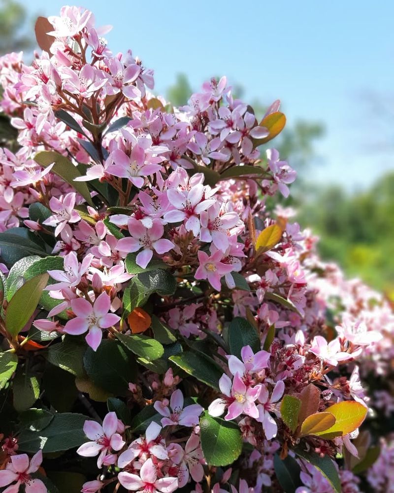 Indian Hawthorn Struggles With Disease And Declines In Humidity