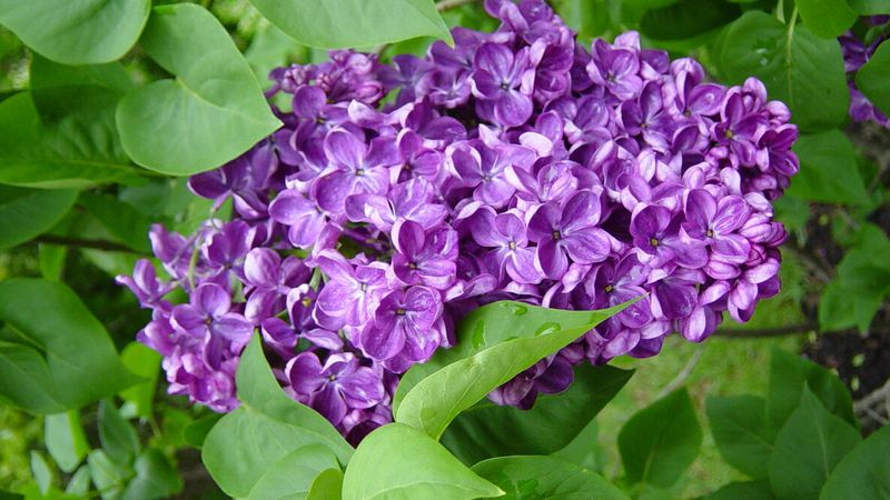 Lilacs Filling The Air With Fragrance