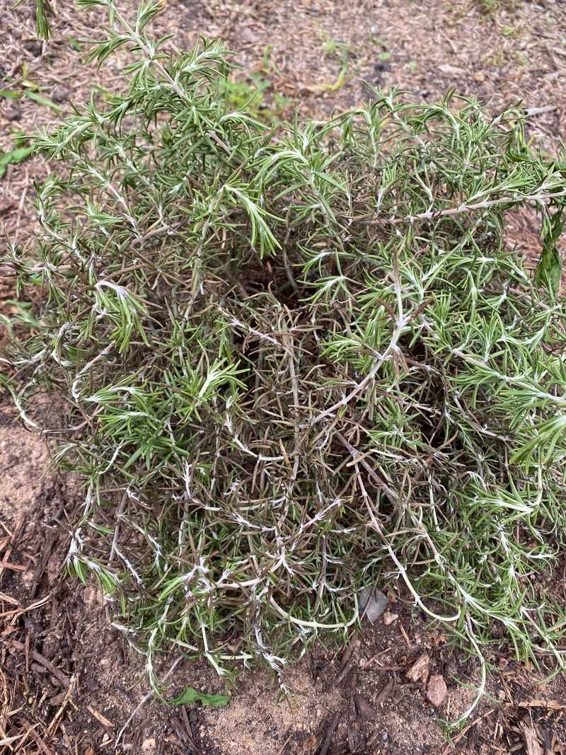 Rosemary Rarely Loves The Damp Conditions Poor Drainage Brings