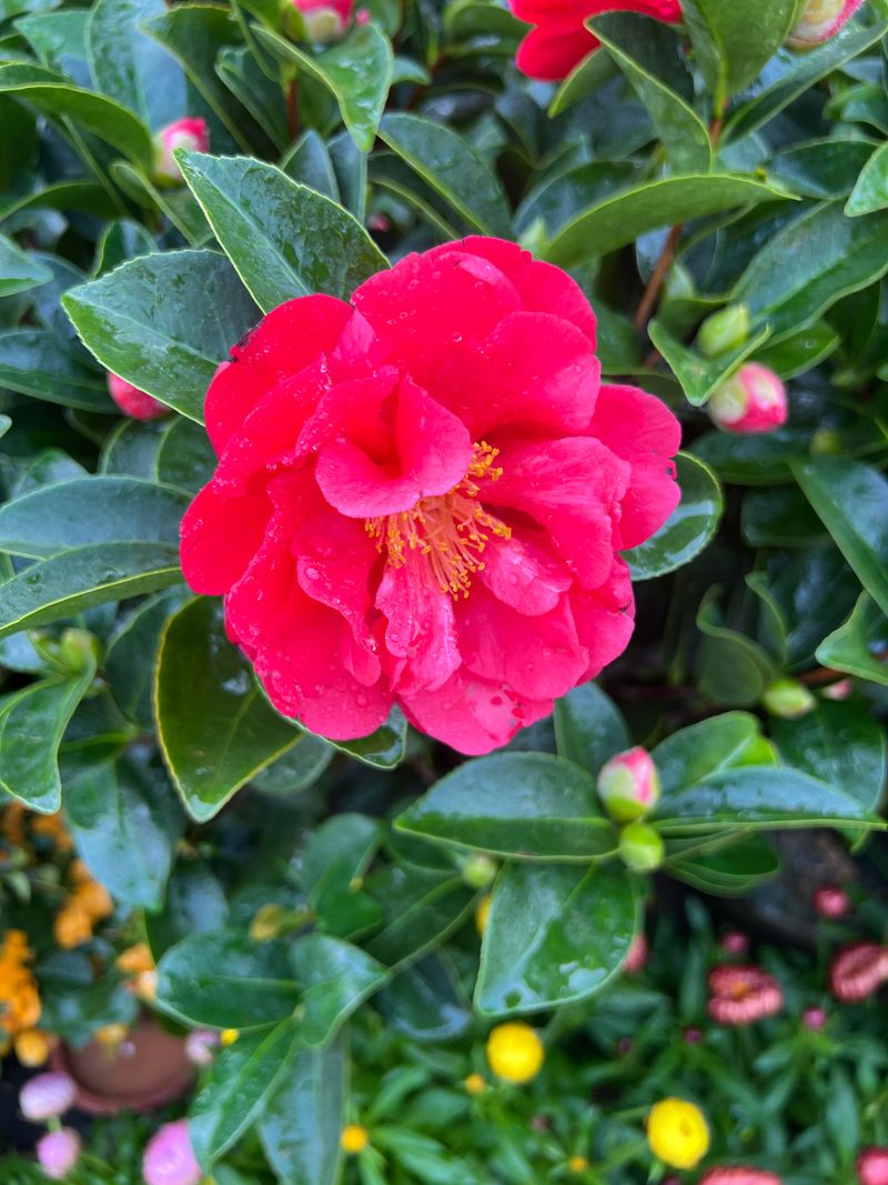 Camellias Form Buds Early And Spring Cuts Can Ruin The Display