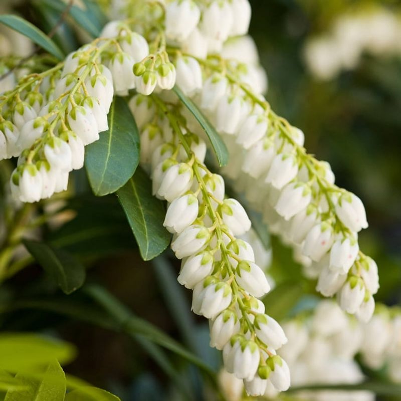 Pieris Japonica Delivers Year-Round Interest