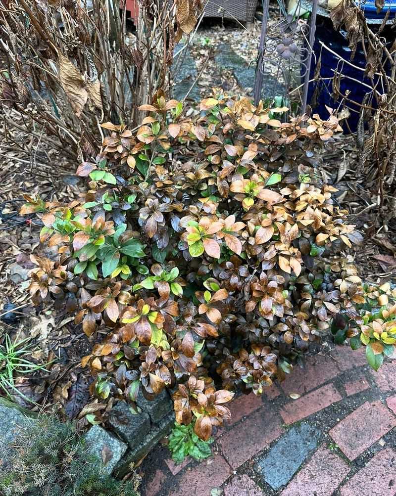 Gardenias Can Bounce Back With Patience