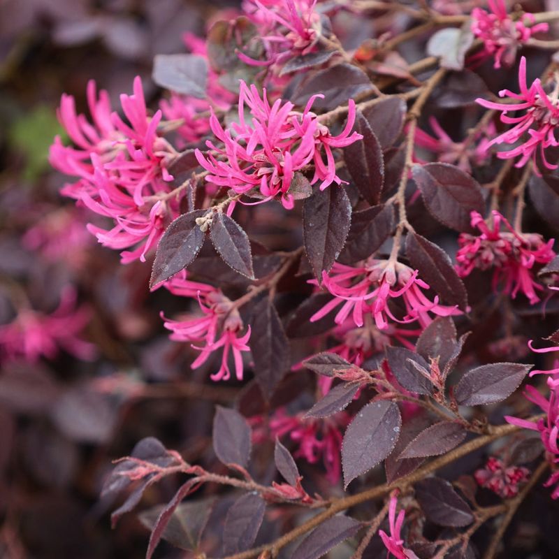 Loropetalum