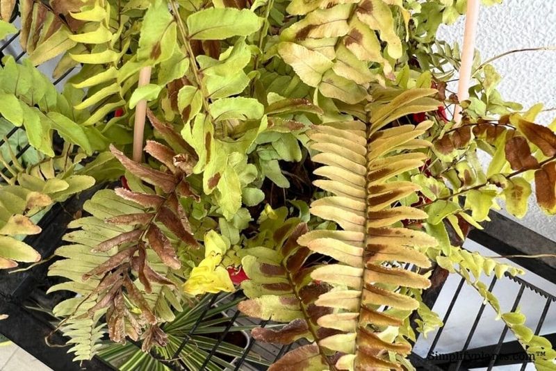 Boston Ferns Dry Out Fast In Hot Florida Weather