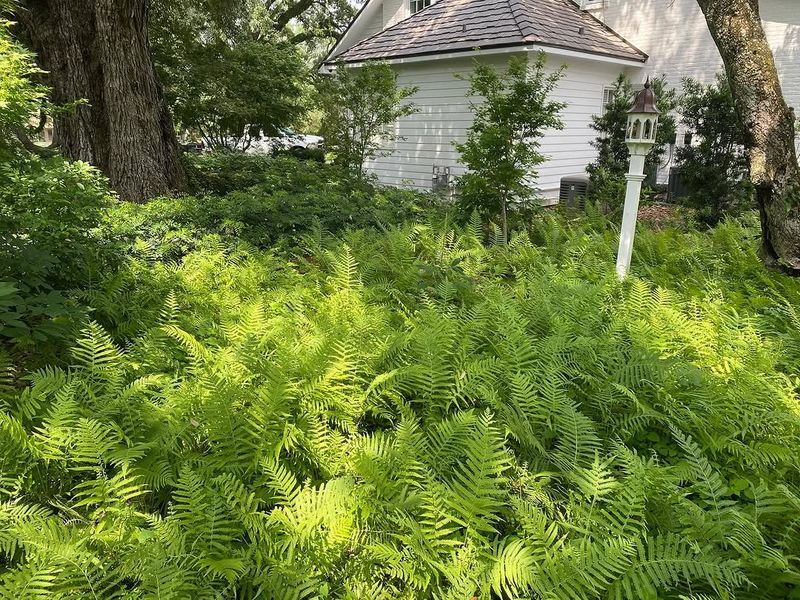 Ferns Fill In Shady Spaces With Soft Low-Maintenance Growth