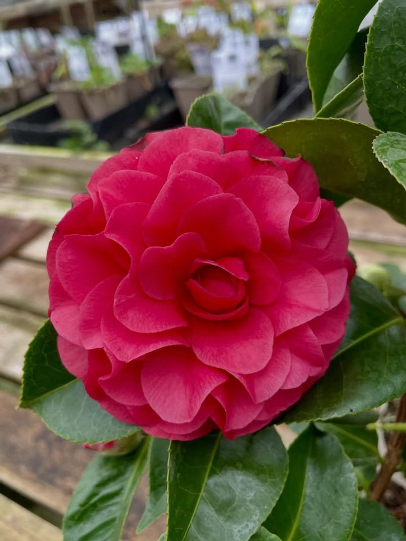 Camellias That Bloom On Old Wood