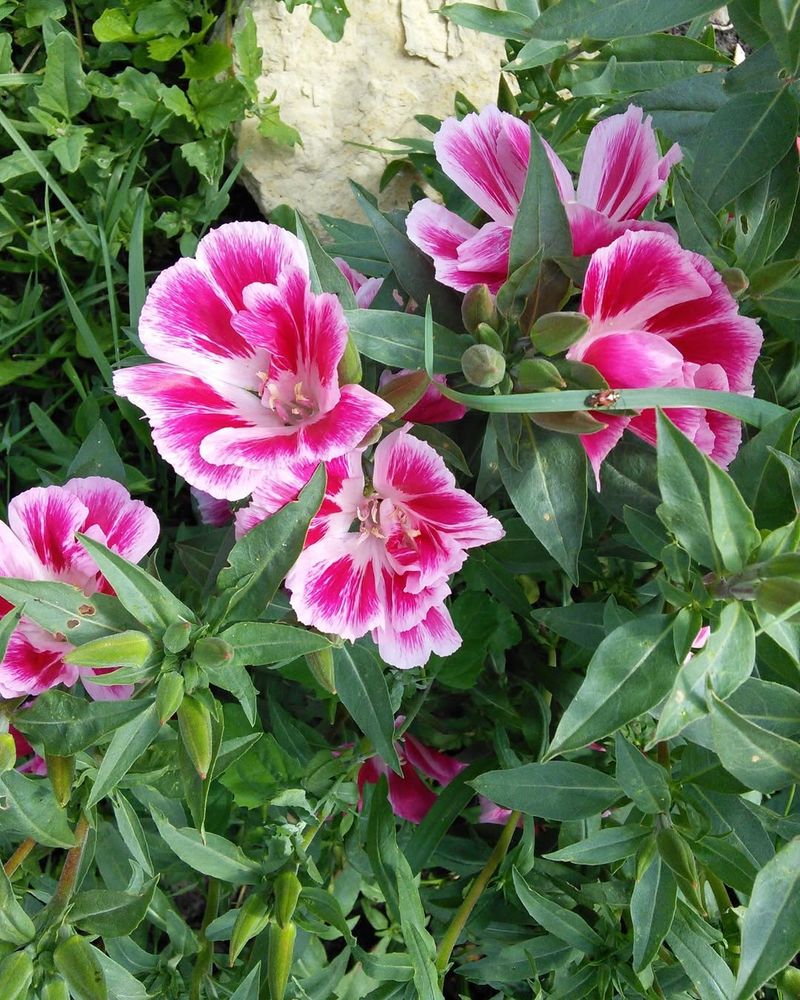 Clarkia (Farewell-to-Spring)