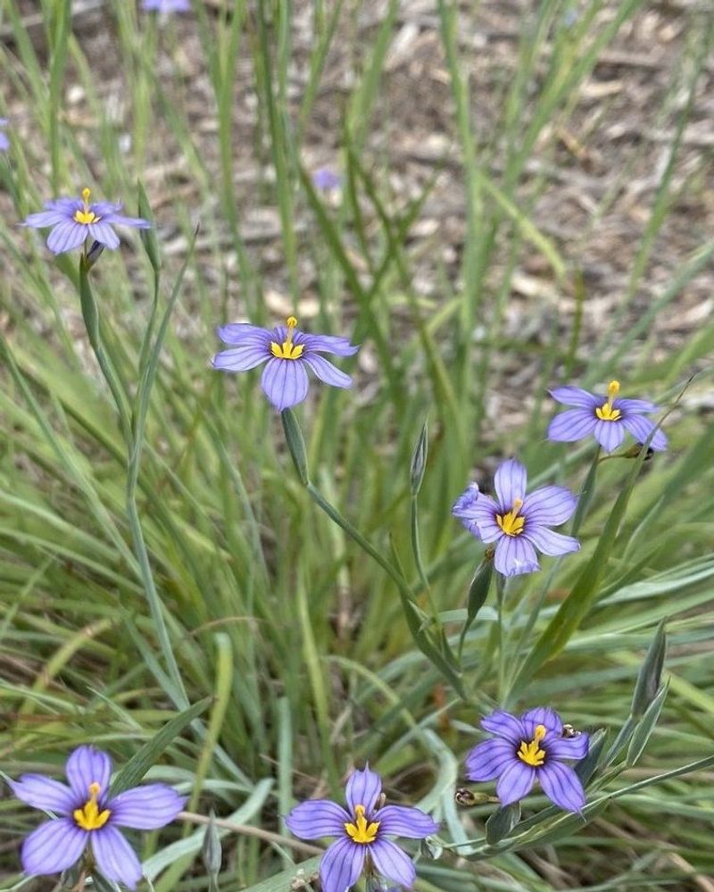 Blue-Eyed Grass