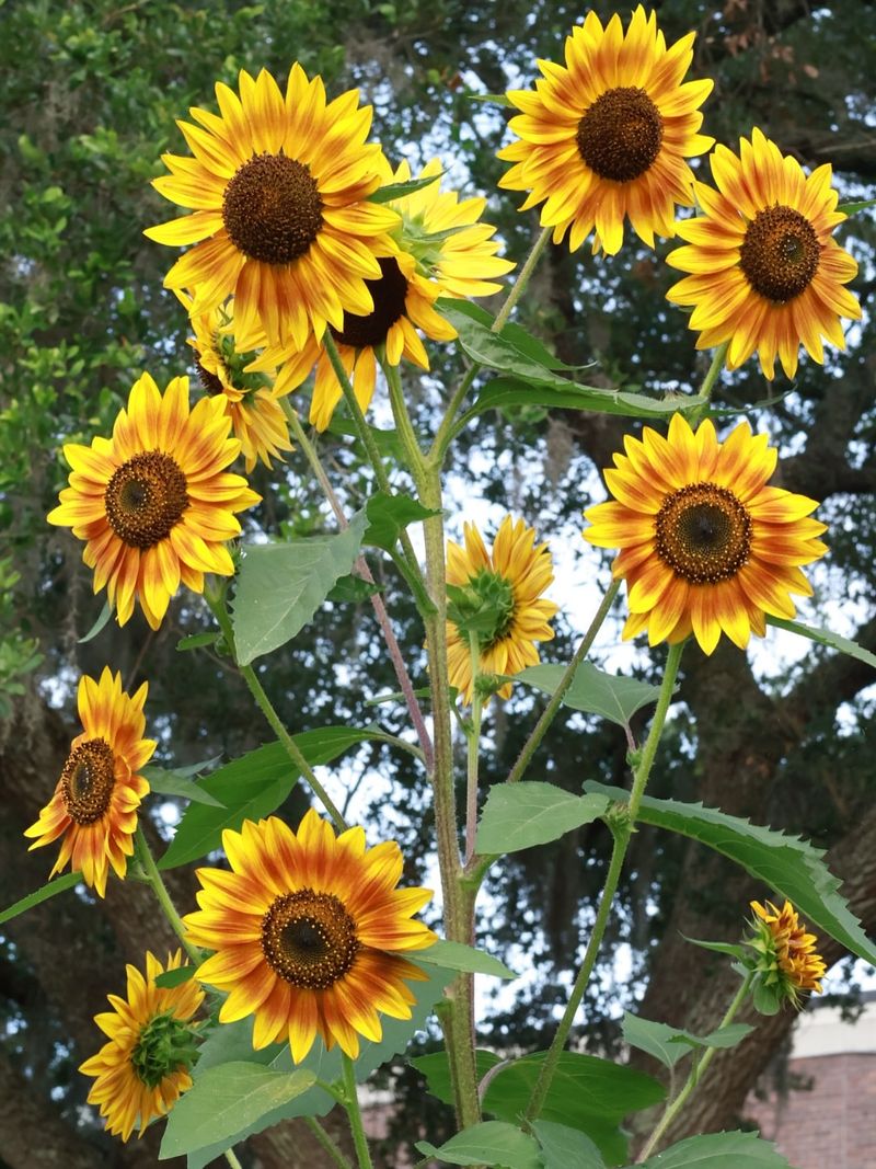 Common Sunflower That Follows The Sun
